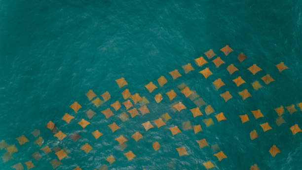 top view of stingrays in the sea