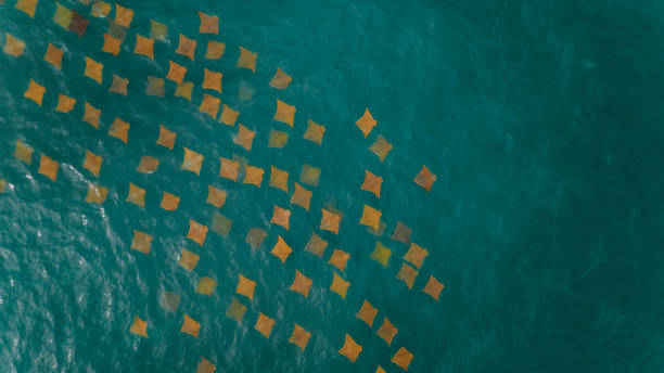 top view of stingrays in the sea