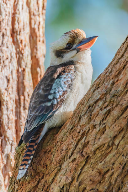 istock Laughing Kookaburra on a gum tree branch 1409408029