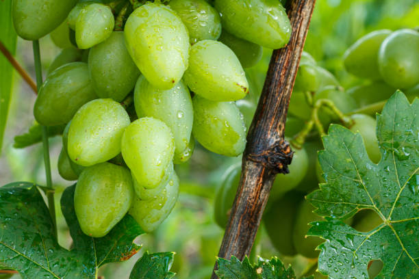 istock Unripe, young wine grapes in summer vineyard. 1409408256