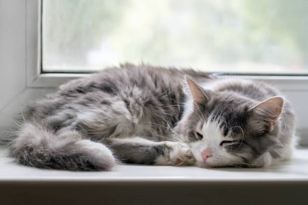 istock The cat sleeps on the windowsill. 1409408401