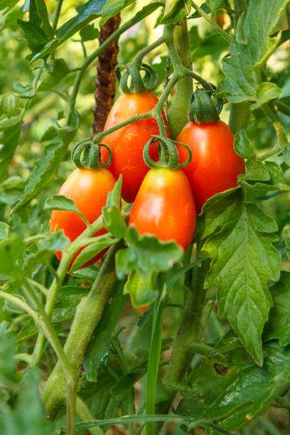 istock Ripe tomatoes growing on bush in the garden 1409408542