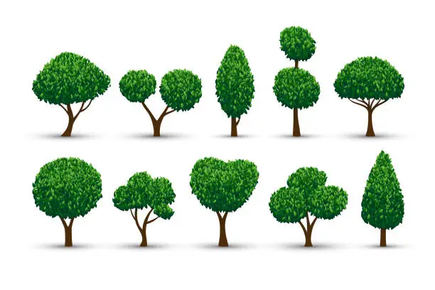 Vector illustration of Realistic stylised trees set.