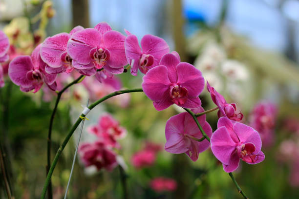 bulan ungu orchid or moth orchid, which belongs to the genus phalaenopsis amabilis - orchid flower pink flower head imagens e fotografias de stock