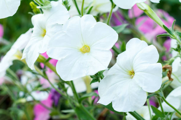istock Summer background with petunia flower in sunlight. 1409409467