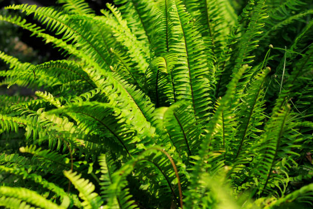 Fern - Sword Spike - Nephrolepis Cordifolia Pakis - Paku Pedang - Nephrolepis Cordifolia. This type of plant is often used as decoration and has medicinal properties. sword fern stock pictures, royalty-free photos & images