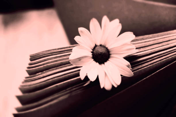 Empty page vintage book and white  single flower.   Vintage black white effect. Card for mourning,