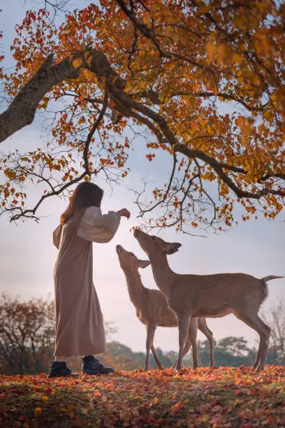 a woman feeds a deer roaming under a maple tree in autumn