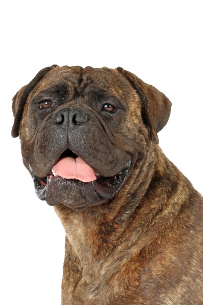istock portrait of dog 1409410687