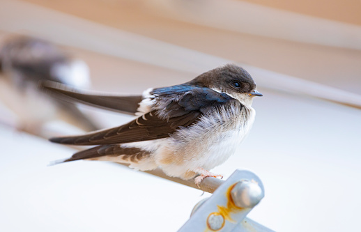 Barn swallows (Hirundo rustica) in my window, adorable tiny birds. Young birds.