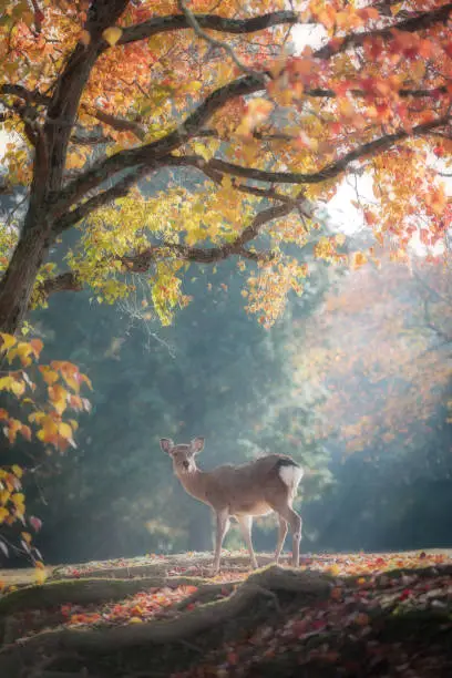The deer in the morning look for food for the fallen autumn leaves.Because in the morning the leaves are still fresh.