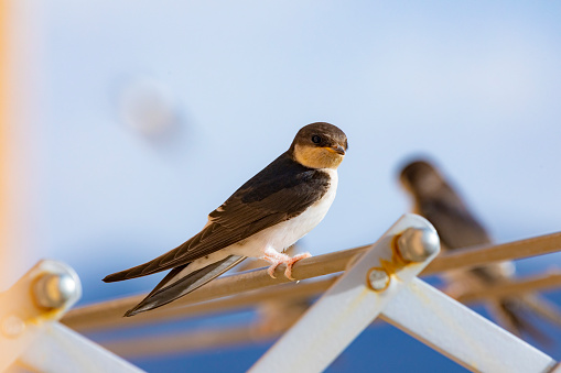 Barn swallows (Hirundo rustica) in my window, adorable tiny birds. Young birds.