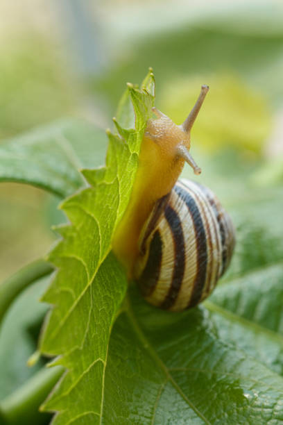 istock Close-up view of snail on green leaf. 1409412107