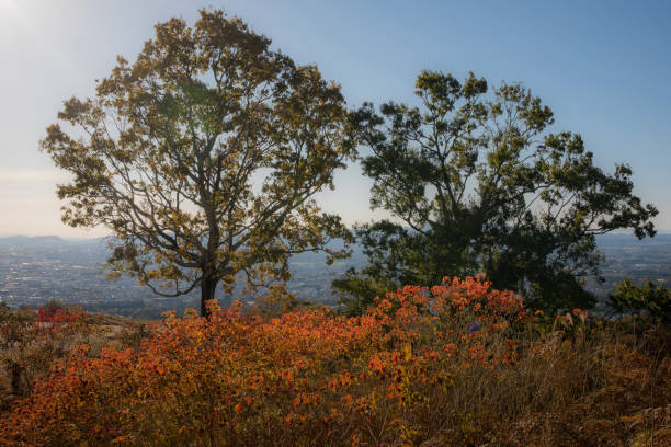 Autumn trees in Wakakusa Mount.