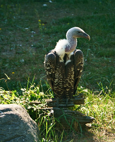 Portrait of a gray vulture. Large bird, gray, white feathers. Scavenger from Africa. Sits on a rock. Animal photo