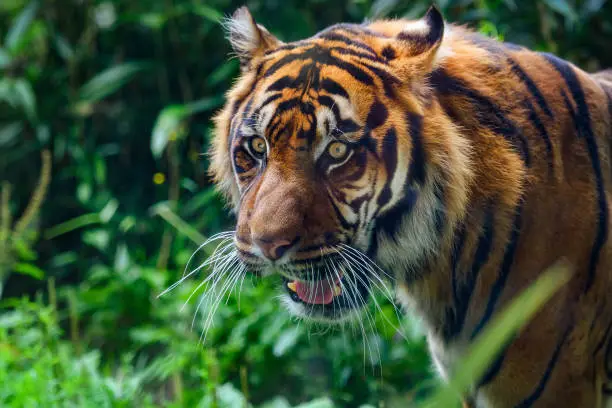 Photo of Close-up of Sumatran tiger
