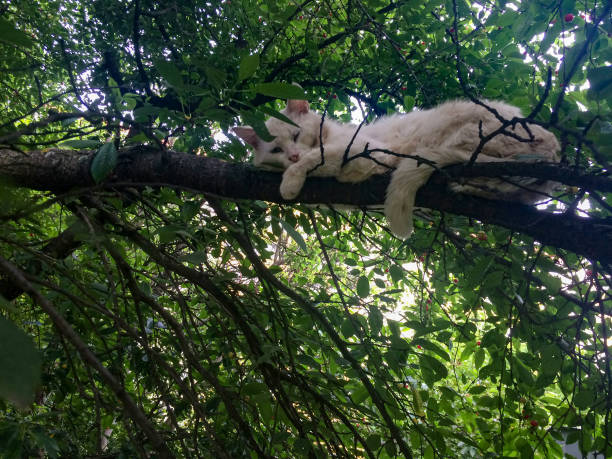 white cat sleeping on a cherry tree branch stock photo