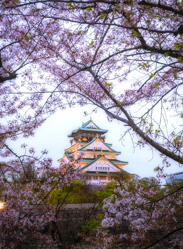 Osaka,Japan-April 3,2021.The beauty of osaka castle blends with cherry blossoms in spring.Cherry blossoms bloom between April and May.