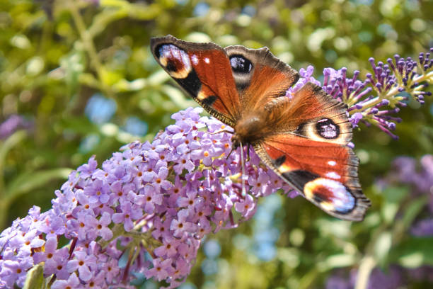 istock Peacock butterfly, European peacock 1409422095