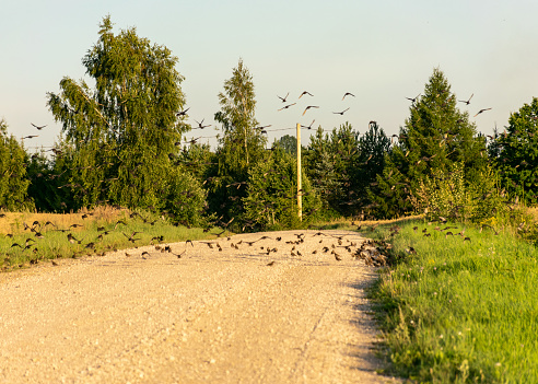 rural landscape with a simple road and small birds on it, bird migration time, autumn