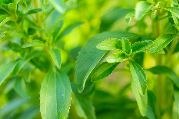 stevia rebaudiana. gałąź stewii z bliska na rozmytym zielonym tle ogrodu. substytut cukru ze słodkich liści - sweetleaf zdjęcia i obrazy z banku zdjęć