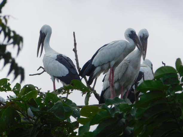 istock A flock of cranes on a treetop. 1409423647