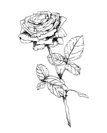 Rose in engraving style. Hand drawn realistic rose bud. Vetor illustration. Decorative vector elements for tattoo, greeting card, wedding invitation.