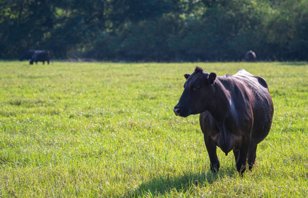 istock Angus-cross cow in tall lush grass 1409424346