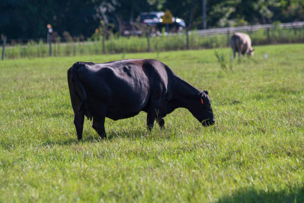 istock Angus crossbred cow grazes in tall pasture 1409424371