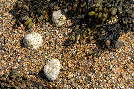 Limpets. An aquatric sea snails stuck to a rock on the UK coastline at low tide.