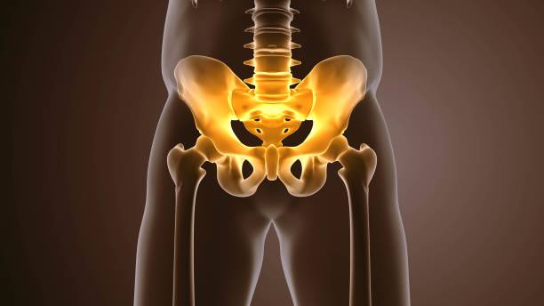 Painful pelvic girdle medical background Painful pelvic girdle medical background pelvis stock pictures, royalty-free photos & images