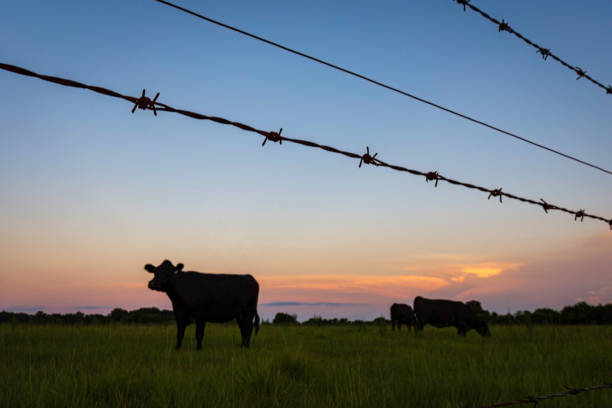 A cow with head behind a rusted fence featuring barbed wire looks at the camera from the other side