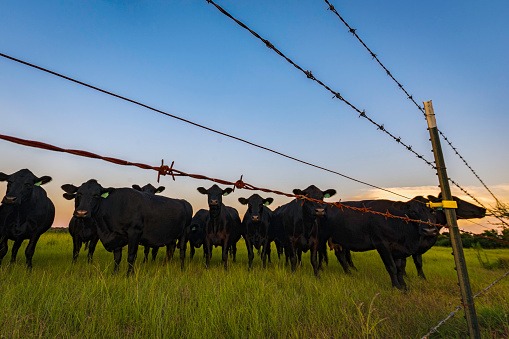 Herd of black Angus cows gathered at the fenceline looking at the camera in a lush pasture during dusk.