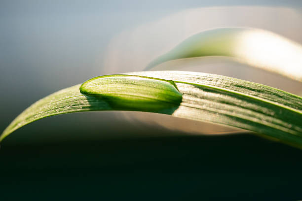 Raindrops on green leaves. Natural background with place for text.