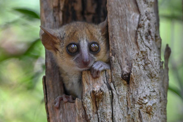istock Grey mouse lemur Microcebus murinus, portrait, Madagascar nature 1409425664