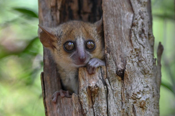 Grey mouse lemur Microcebus murinus, portrait, Madagascar nature stock photo