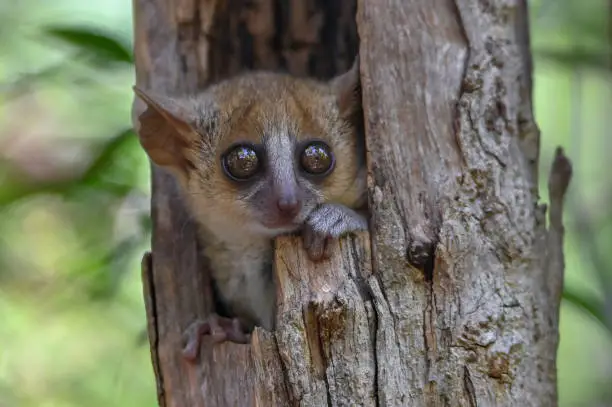 Photo of Grey mouse lemur Microcebus murinus, portrait, Madagascar nature