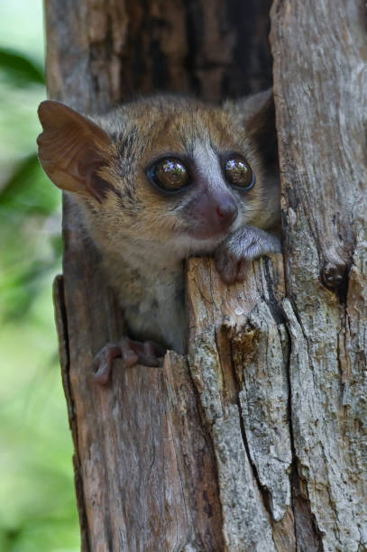 istock Grey mouse lemur Microcebus murinus, portrait, Madagascar nature 1409425667