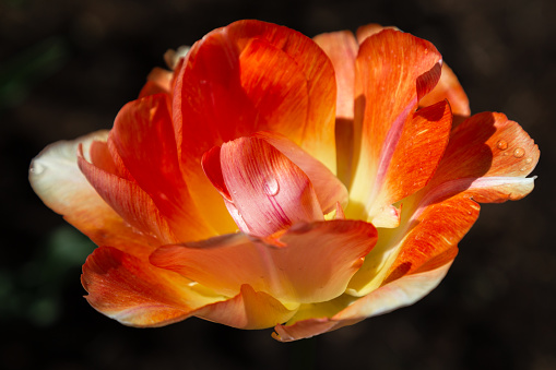 macro photography. isolated flower. flower close-up. beautiful desktop wallpapers. background with a large flower. floral wallpaper. large bright orange tulip