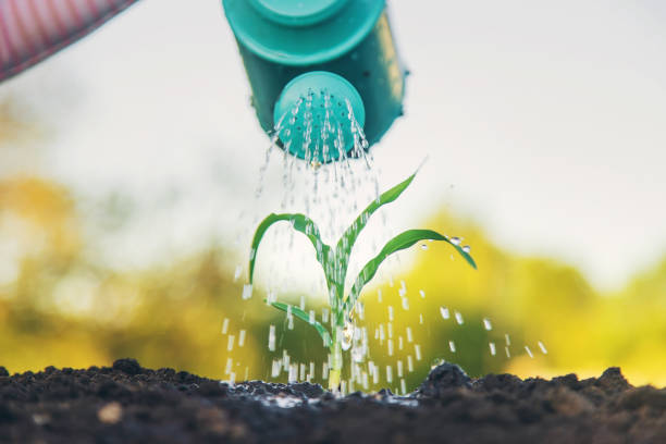 istock watering the plant in the garden. Selective focus. 1409425795