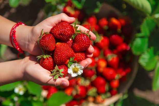 istock A child harvests strawberries in the garden. Selective focus. 1409425814