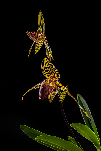 Close-up of Paphiopedilum rothschildianum orchid specie in bloom. Black background. Two flowers. Endangered terrestial and lithophyte orchid, endemic to Kinabalu mountain, Borneo island, Indonesia.