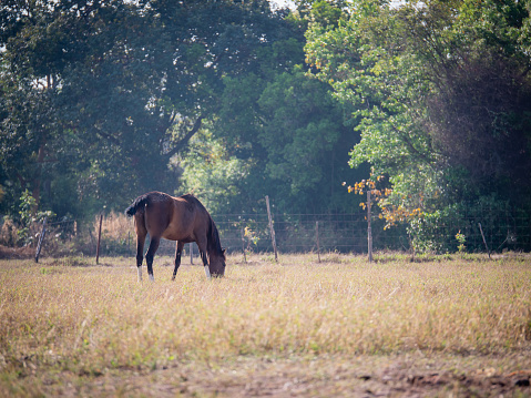 Horses grazing on grass at dry summer pastures field in Thailand