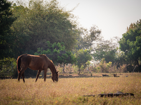 Horses grazing on grass at dry summer pastures field in Thailand