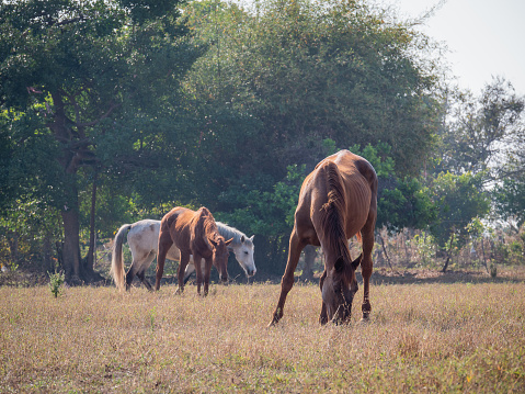 Horses grazing on grass at dry summer pastures field in Thailand