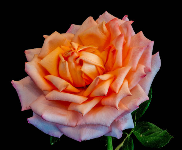 leuchtend orange rosa rosenblüte makro isoliert auf schwarzem hintergrund, ein kunststillleben nahaufnahme einer einzelnen blüte im vintage-malstil - single flower close up flower head rose stock-fotos und bilder