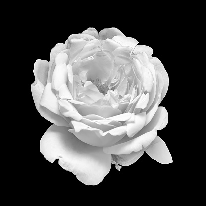 white rose blossom monochrome macro isolated on black background, a fine art still life bright close-up of a single bloom in vintage painting style
