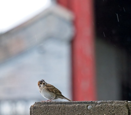 Sparrow on balcone with blurry green background.