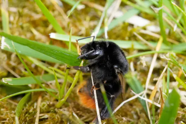 Close-up of a bumblebee in the grass. Bombus.