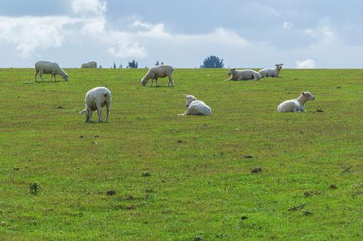 Group of sheep grazing in rural area of New Zealand
